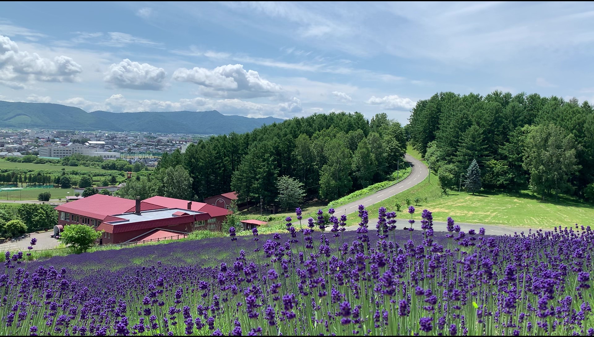 北海道1日遊 ❘ 富良野站出發 ❘富良野奶酪工廠&富田農場&Campana六花亭茶室