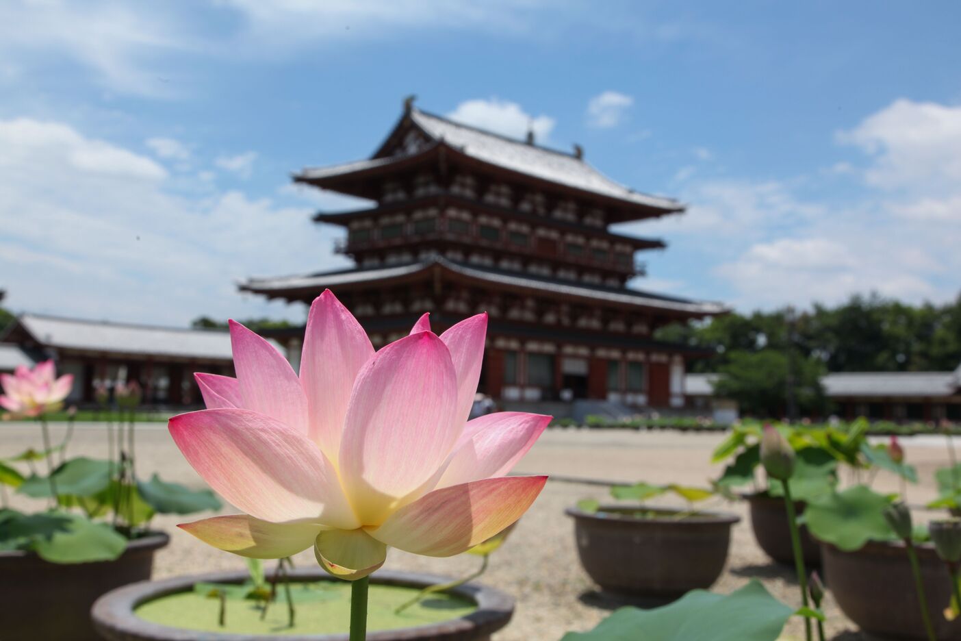 奈良: 西之京蓮花路四寺通票 (西大寺 & 喜光寺 & 唐招提寺 & 藥師寺)