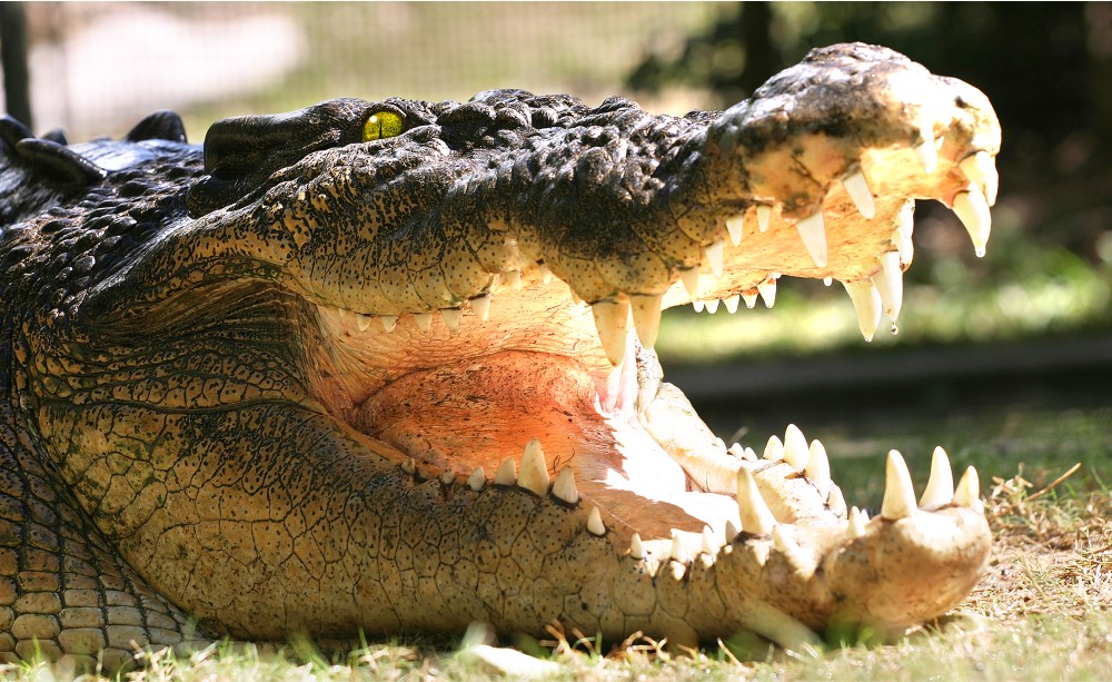 哈特利鱷魚探險園一日 / 半日遊
