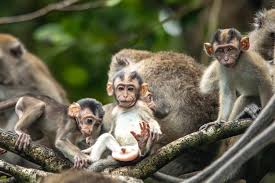 Klias Mangrove & Fireflies River Cruise in Kota Kinabalu, Sabah