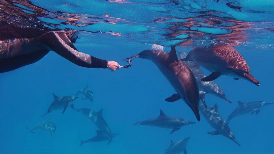 Marsa Alam: Sataya Reefs Dolphin Snorkel Cruise with Lunch