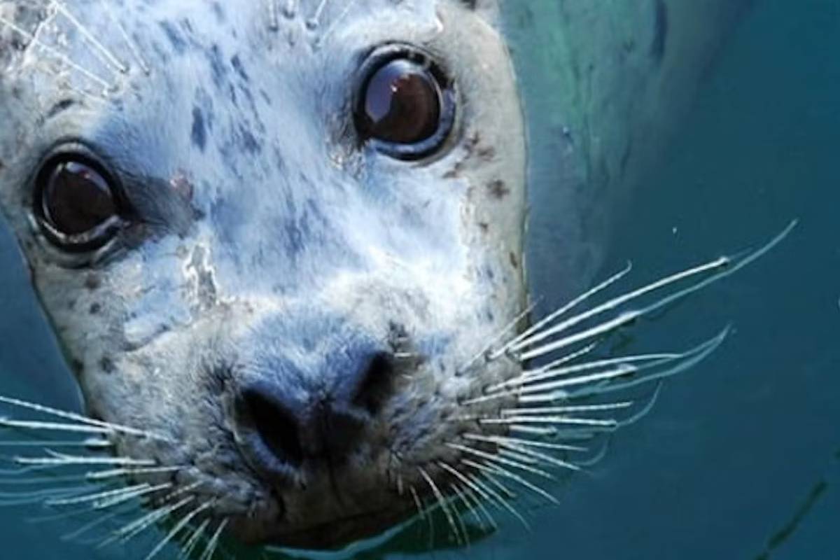 西雅圖水族館門票