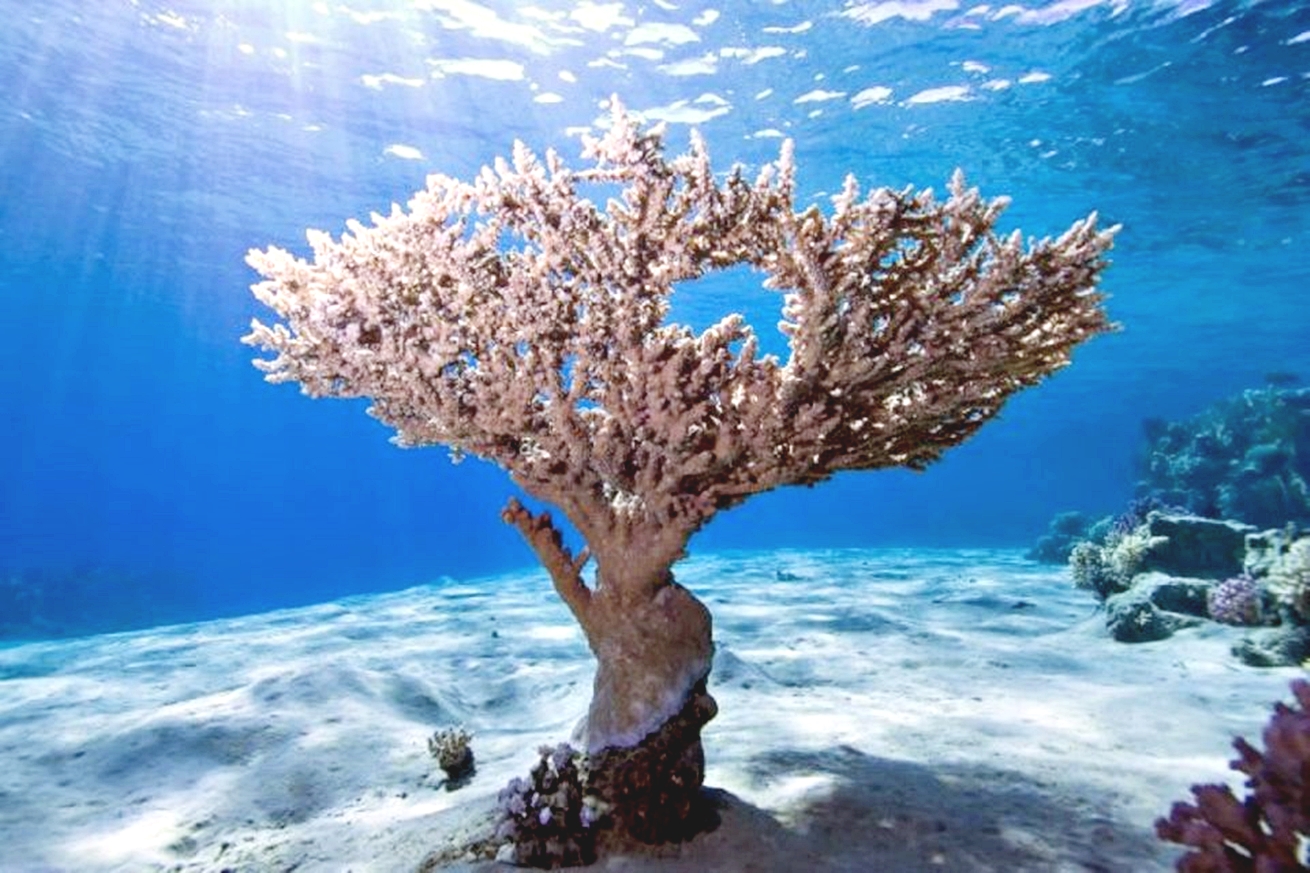 從埃爾古納出發：奧蘭治島浮潛之旅 & 風帆傘運動