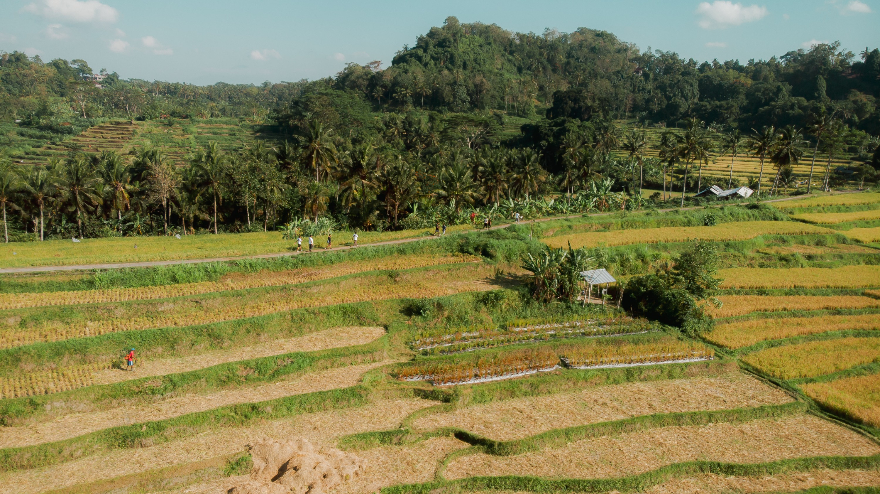 Rural Trekking Tour in Bali