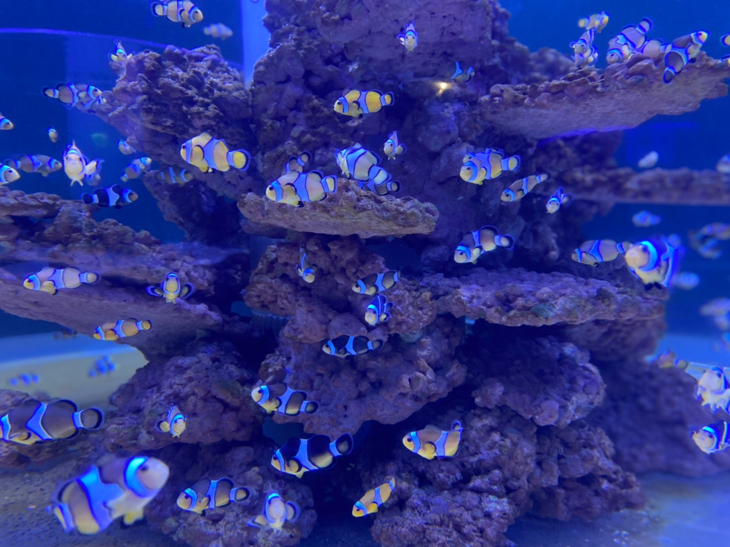 海洋是生命之源，是萬物之基，孕育了地球上萬物眾生與大千文明