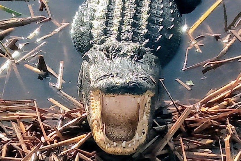 One-Hour Air Boat Ride and Nature Walk with a Naturalist