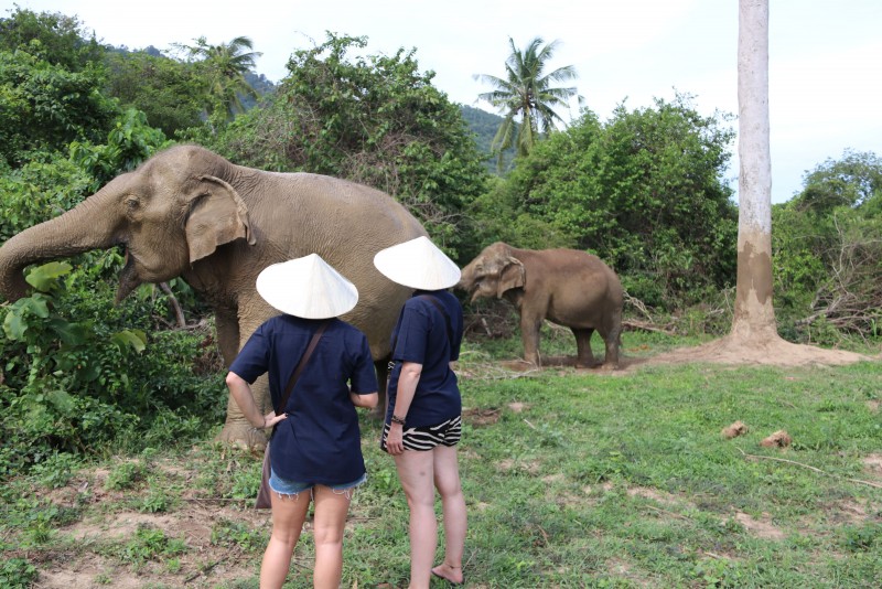 蘇美島大象照護半日遊