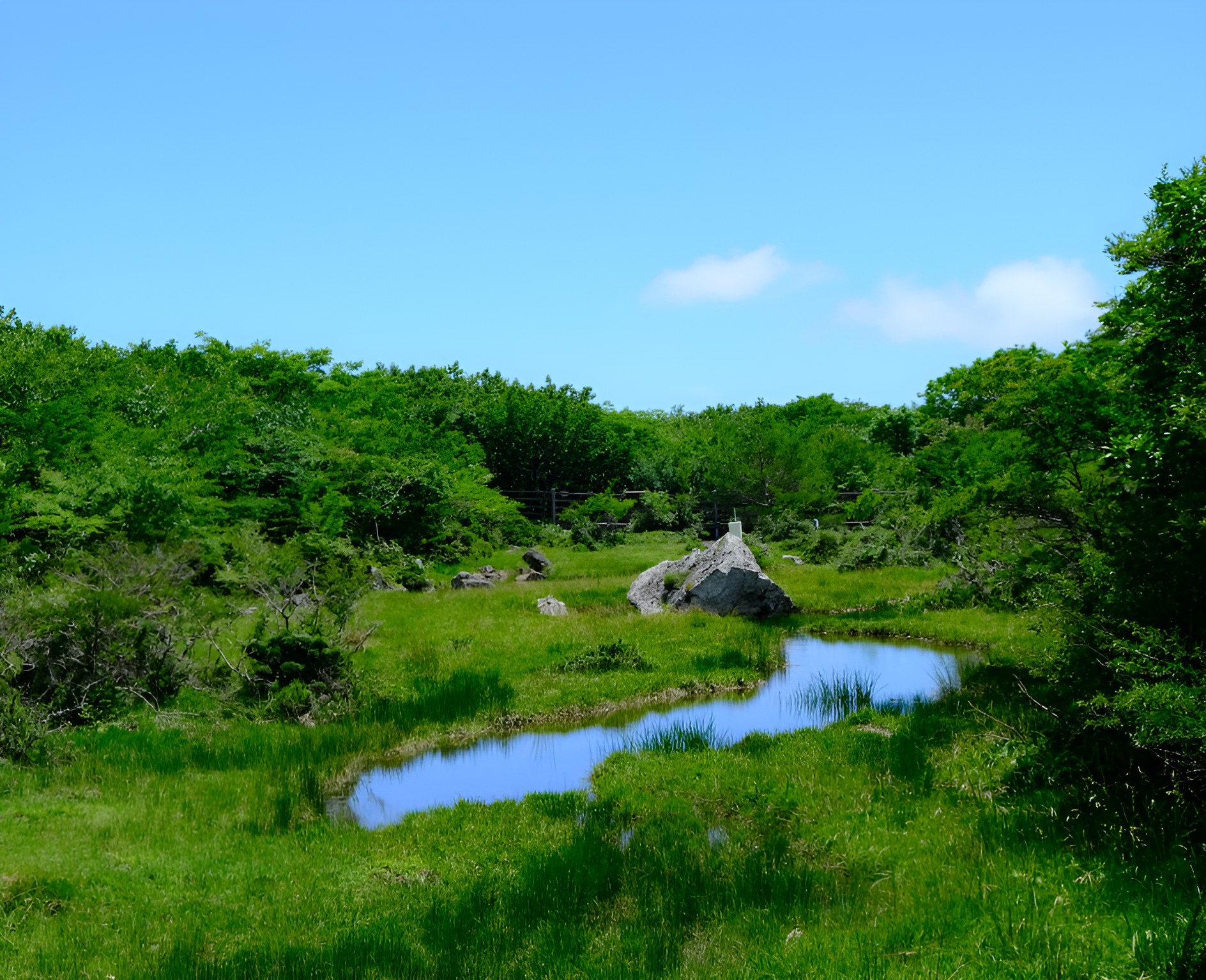 Hallasan 1100m high, wetlands