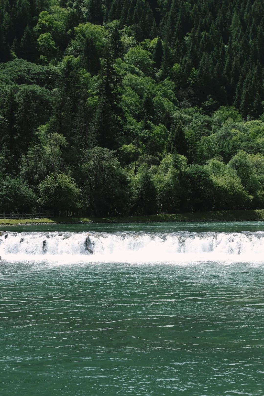 乘車至隆珠措(海拔 3490m);停留 20 分鐘,拍彩林 + 枯樹倒影;時間緊可快速打卡 乘車至隆珠措(海拔 3490m);停留 20 分鐘,拍彩林 + 枯樹倒影;時間緊可快速打卡