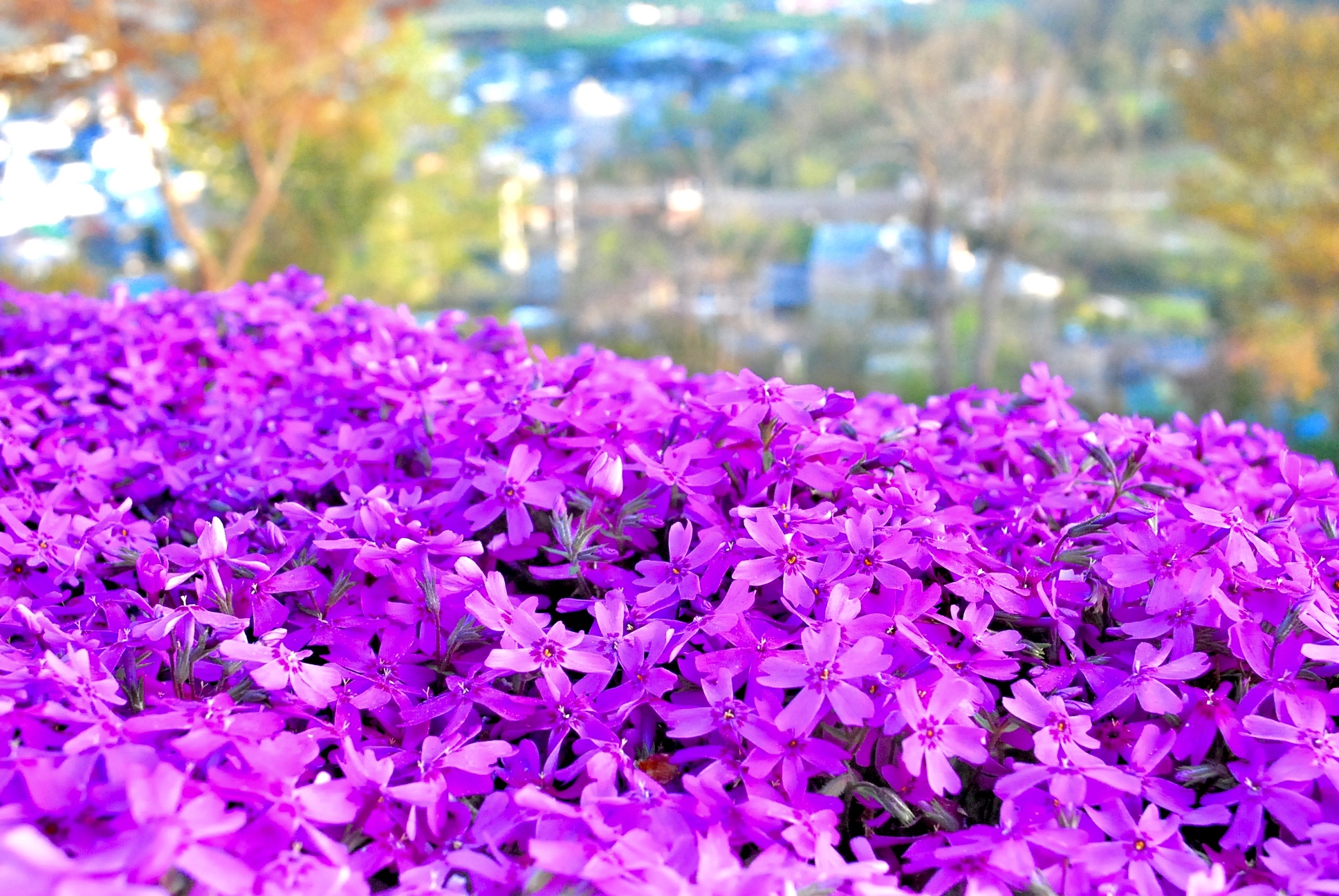 【5月限定｜北海道春季花海奇景】札幌出發1日遊｜10萬㎡粉紅芝櫻山&北海道最大鬱金香花田