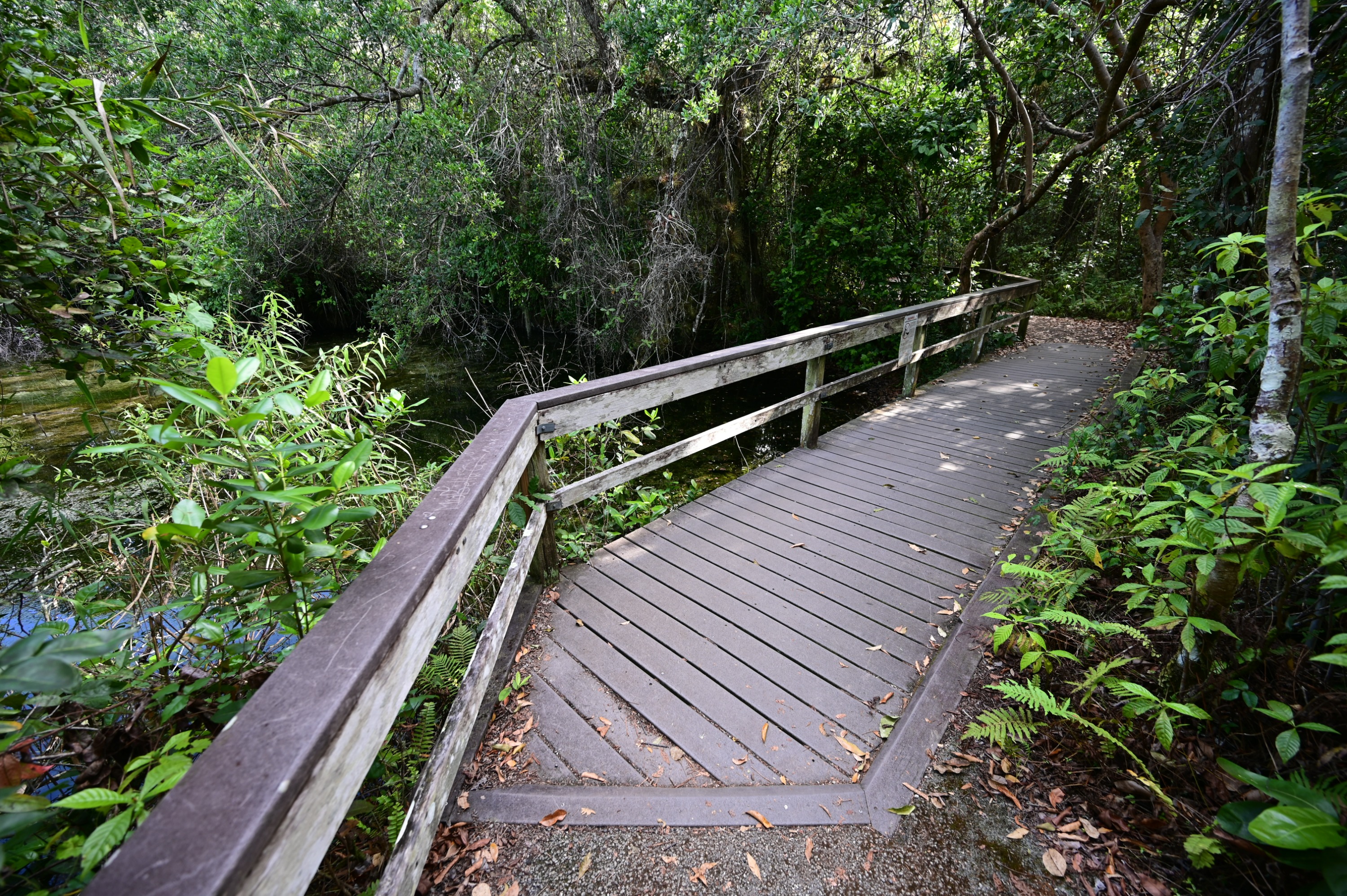 Stroll along the Gumbo Limbo Trail, shaded by lush tropical hardwood hammock trees