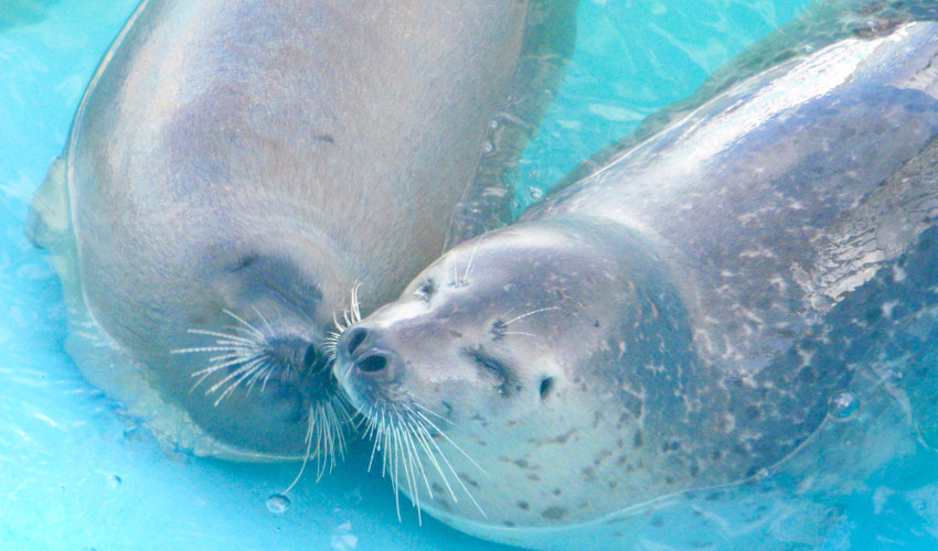 鄂霍茨克托卡里中心海豹樂園：托卡里在艾努語中意指「海豹」，這裡是日本唯一專門飼養海豹的場所，可以在這裡看到充滿活力的海豹。※費用自理