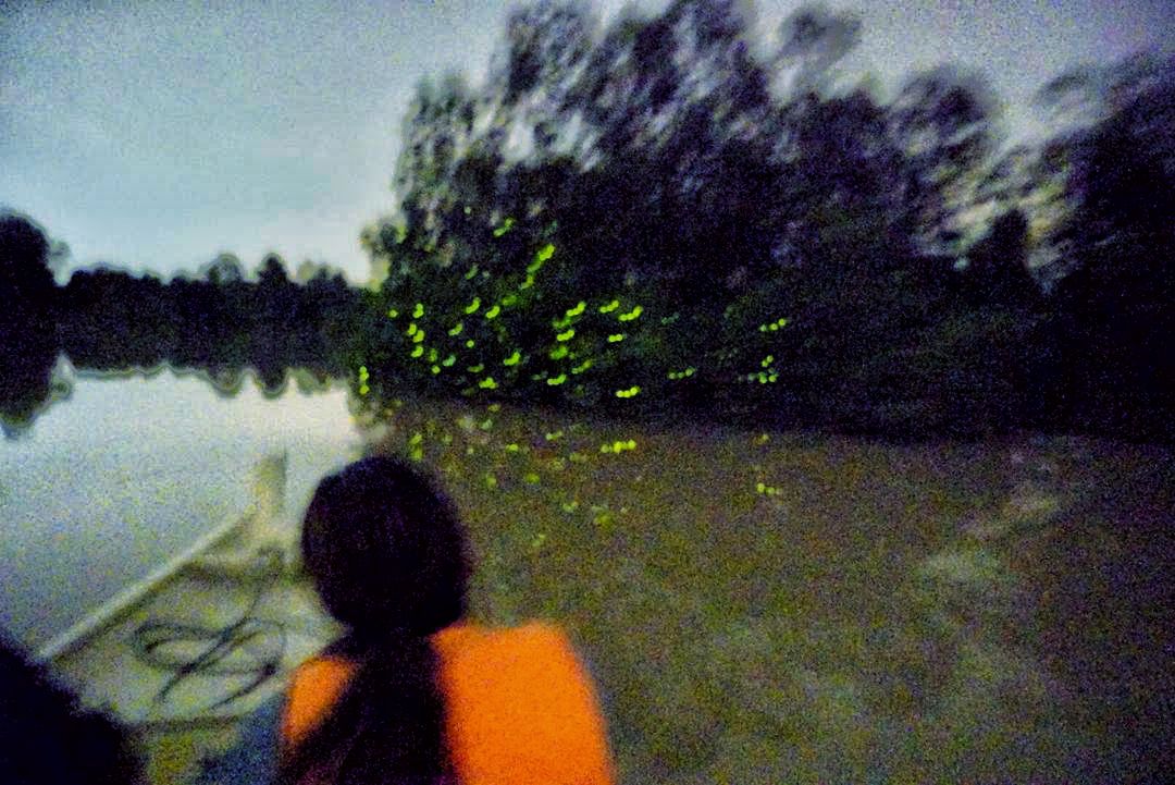 瓜拉雪蘭莪螢火蟲夜遊之旅（含海鮮晚餐＆遊船）
