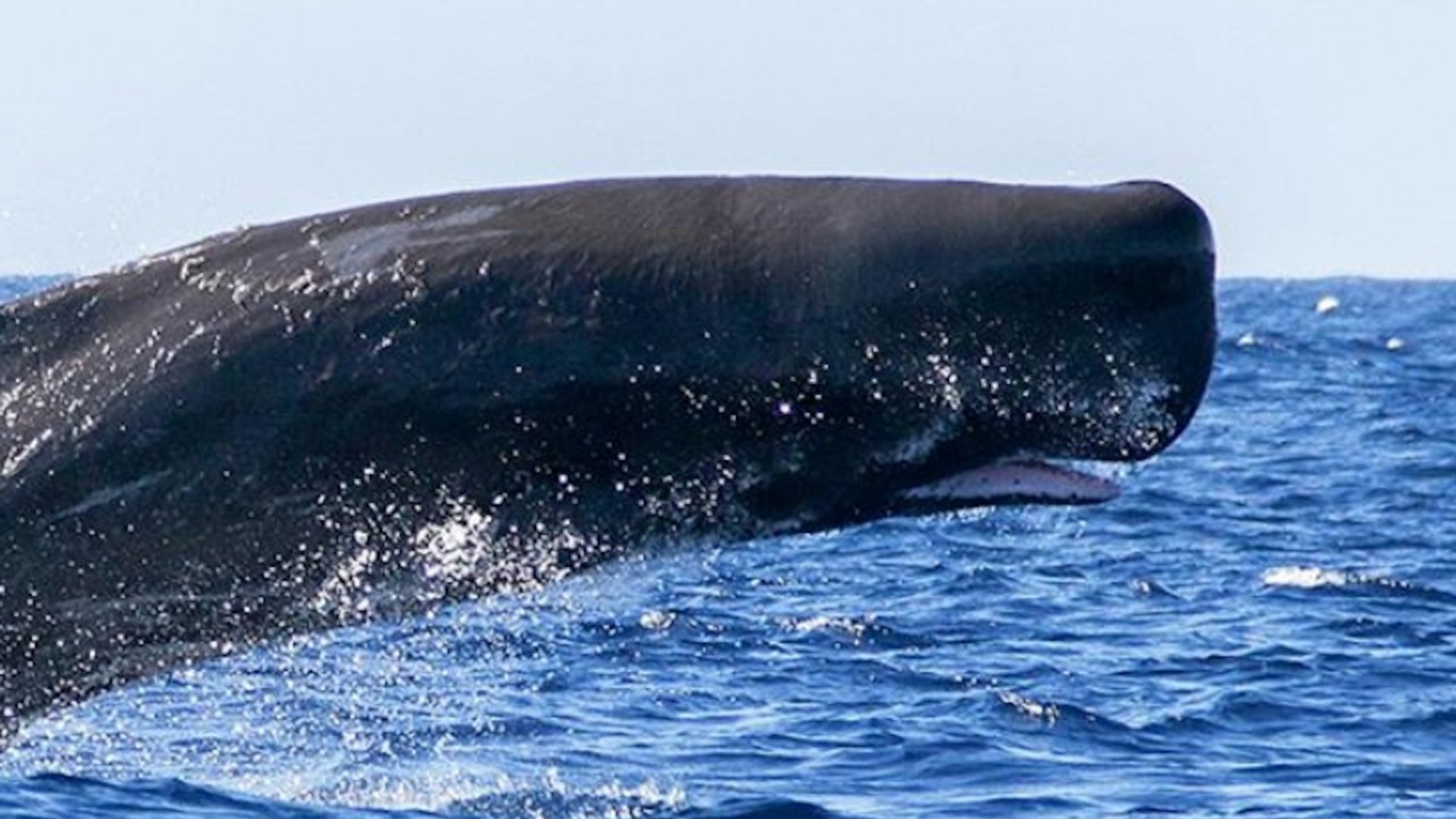 Whale and dolphin watching experience from Ponta Delgada