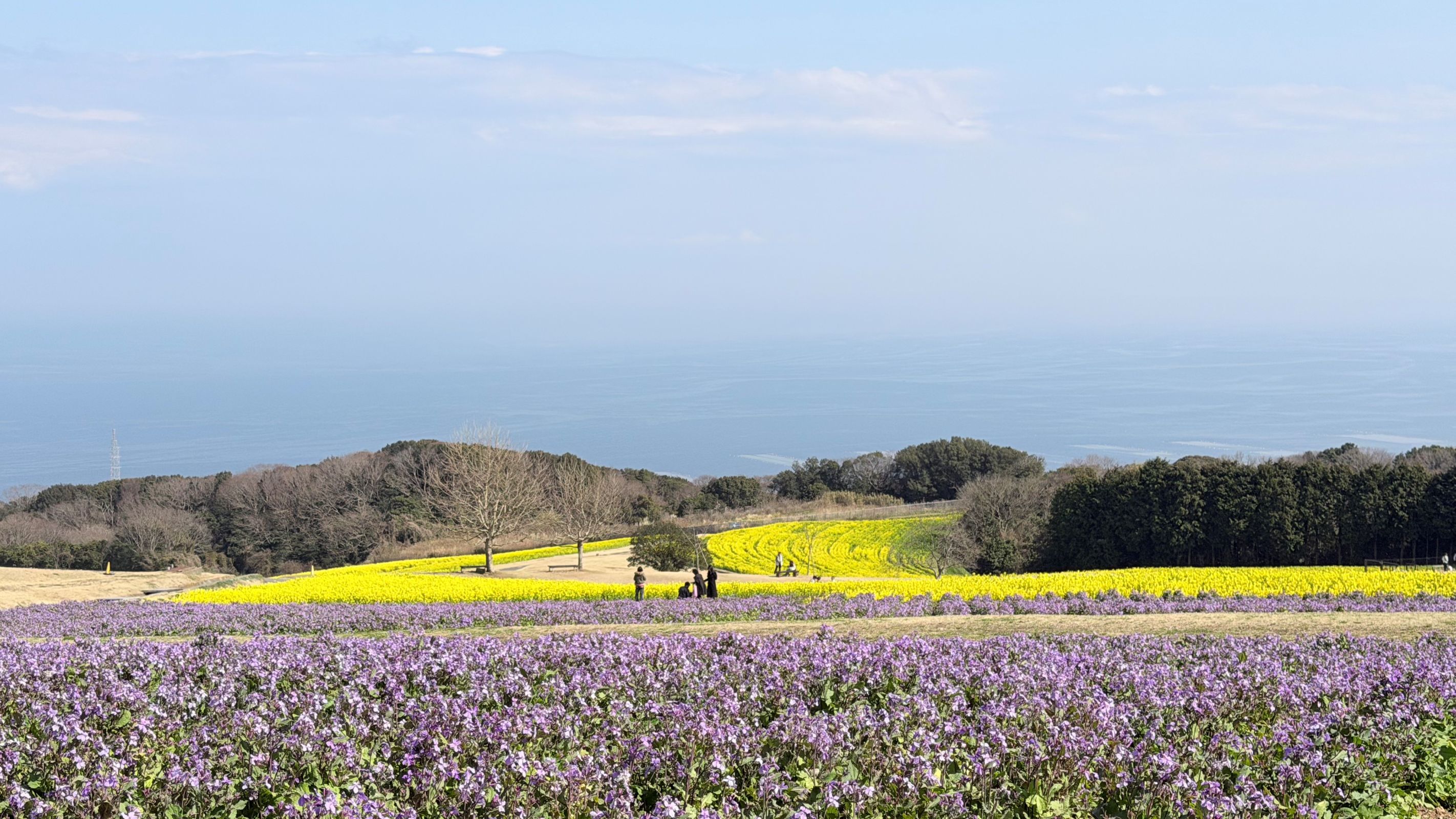 3月，金黃的油菜花與溫柔的紫羅蘭交織成海天之間最明亮的春日畫卷。