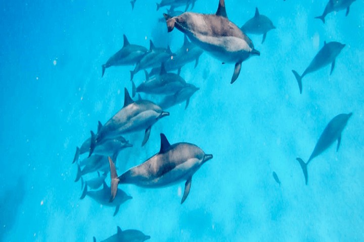 赫爾格達海豚屋浮潛之旅