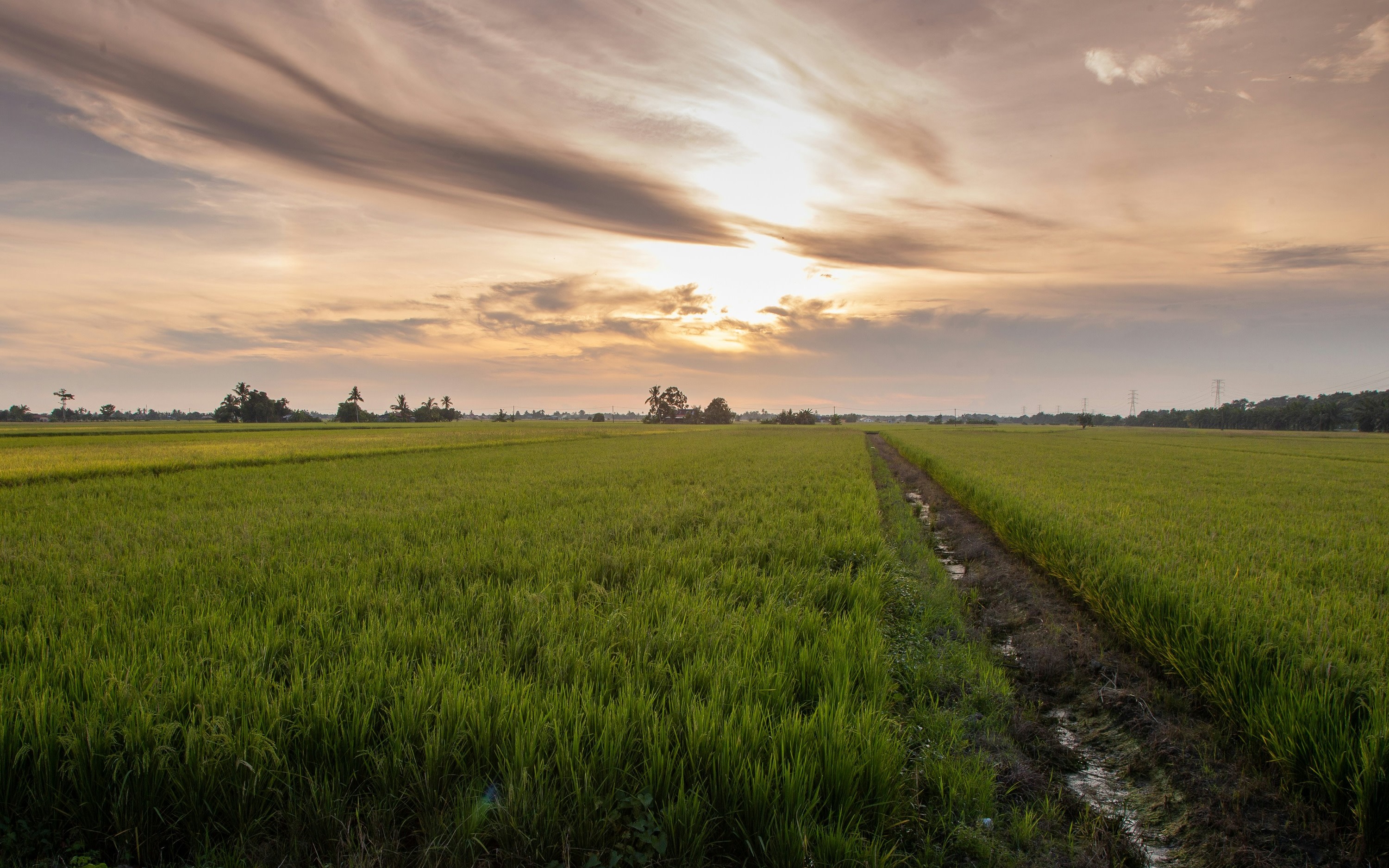 Sekinchan Paddy Fields Full-Day Small Group Experience