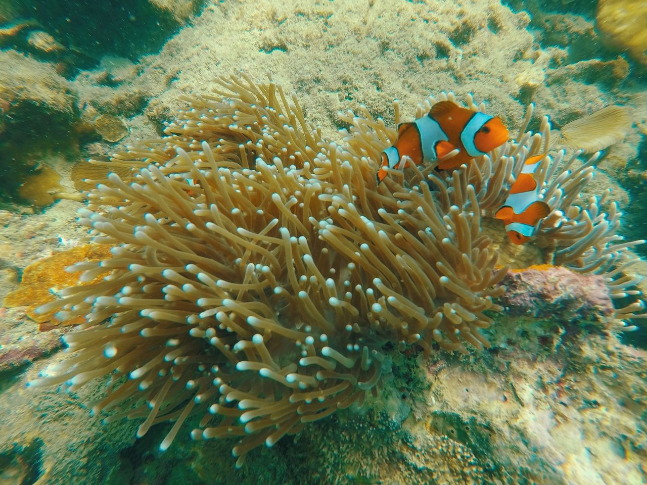 海底魚類及野生海洋生物