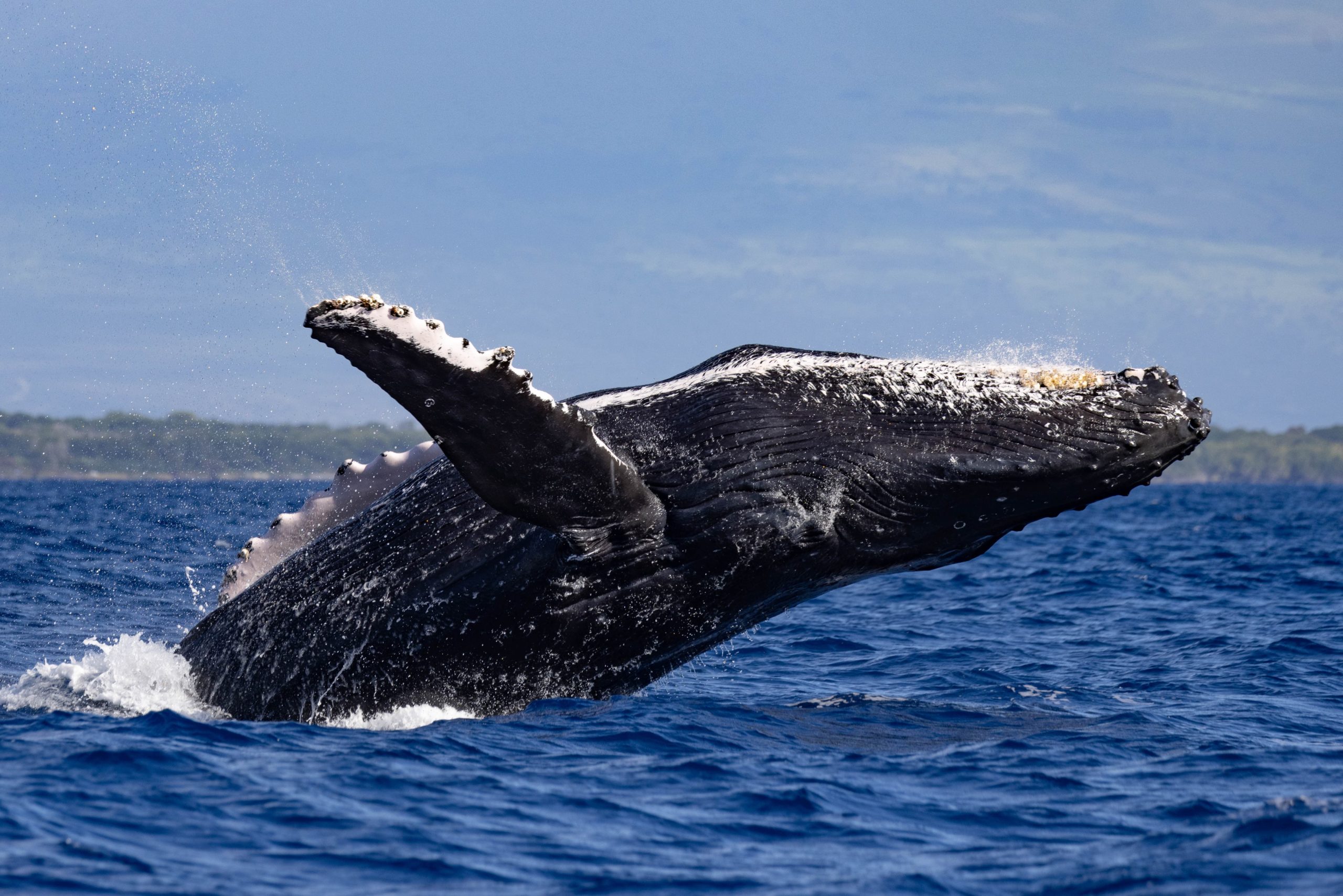 Enjoy personalized attention and expert narration on our exclusive small group whalewatch experience