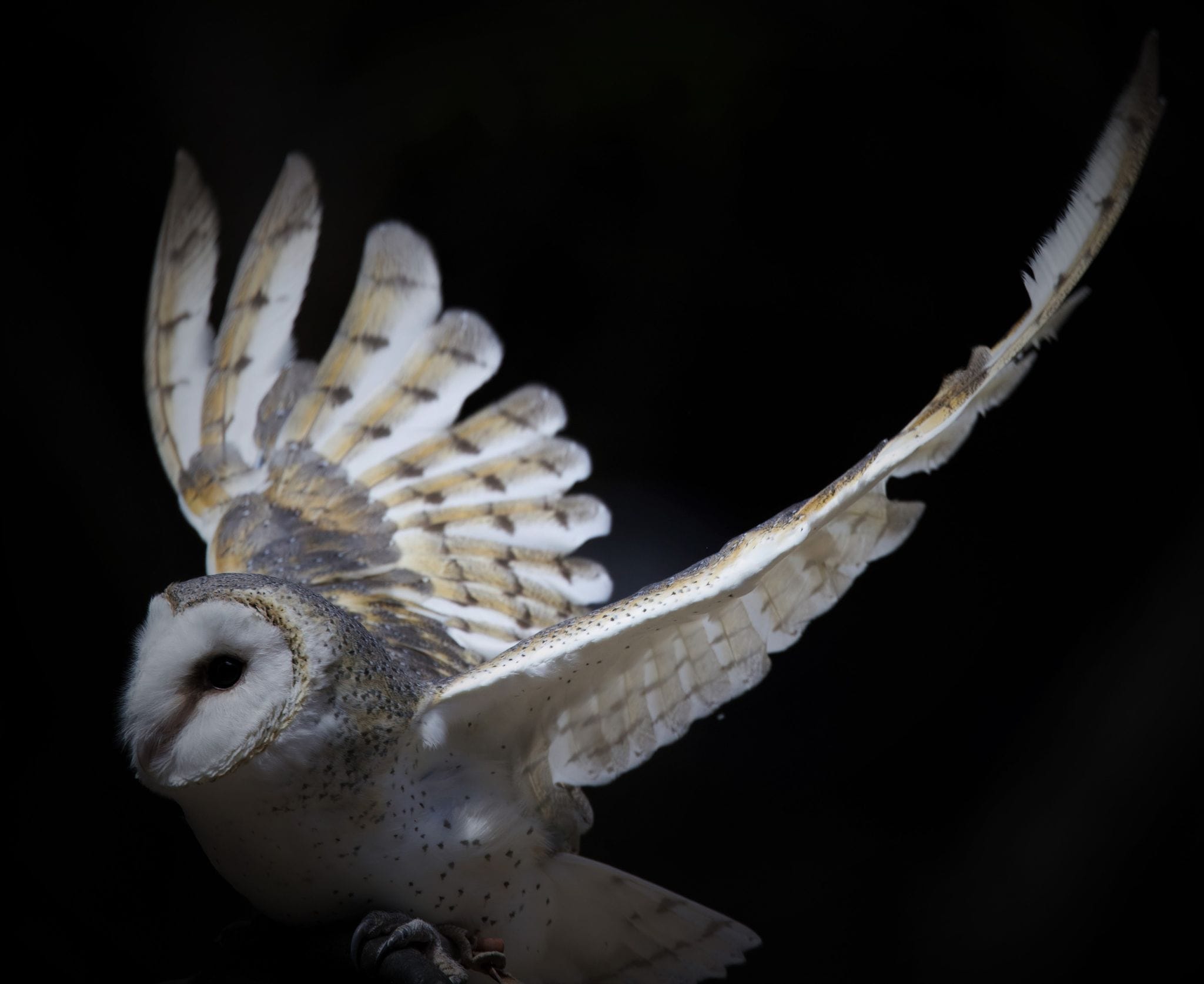 瑪格麗特河老鷹遺產猛禽野生動物中心（Eagles Heritage Wildlife Centre）門票