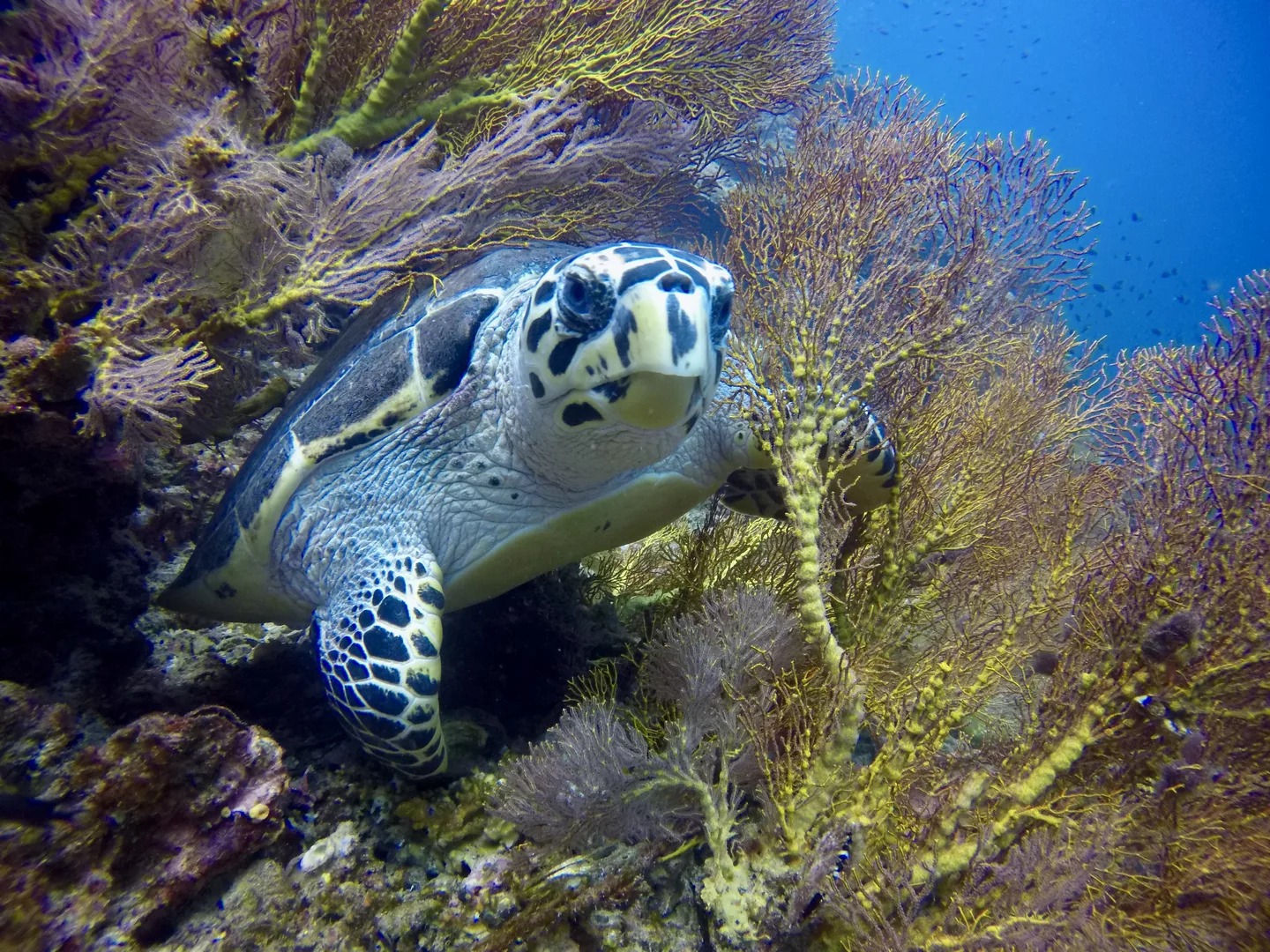 PADI 五星級潛水中心高級潛水之旅