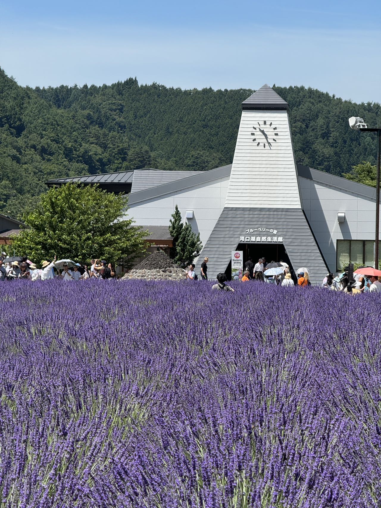 富士山熱門打卡一日遊｜日川時計店+河口湖大石公園（薰衣草季）+御殿場奧特萊斯（購物/溫泉二選一）