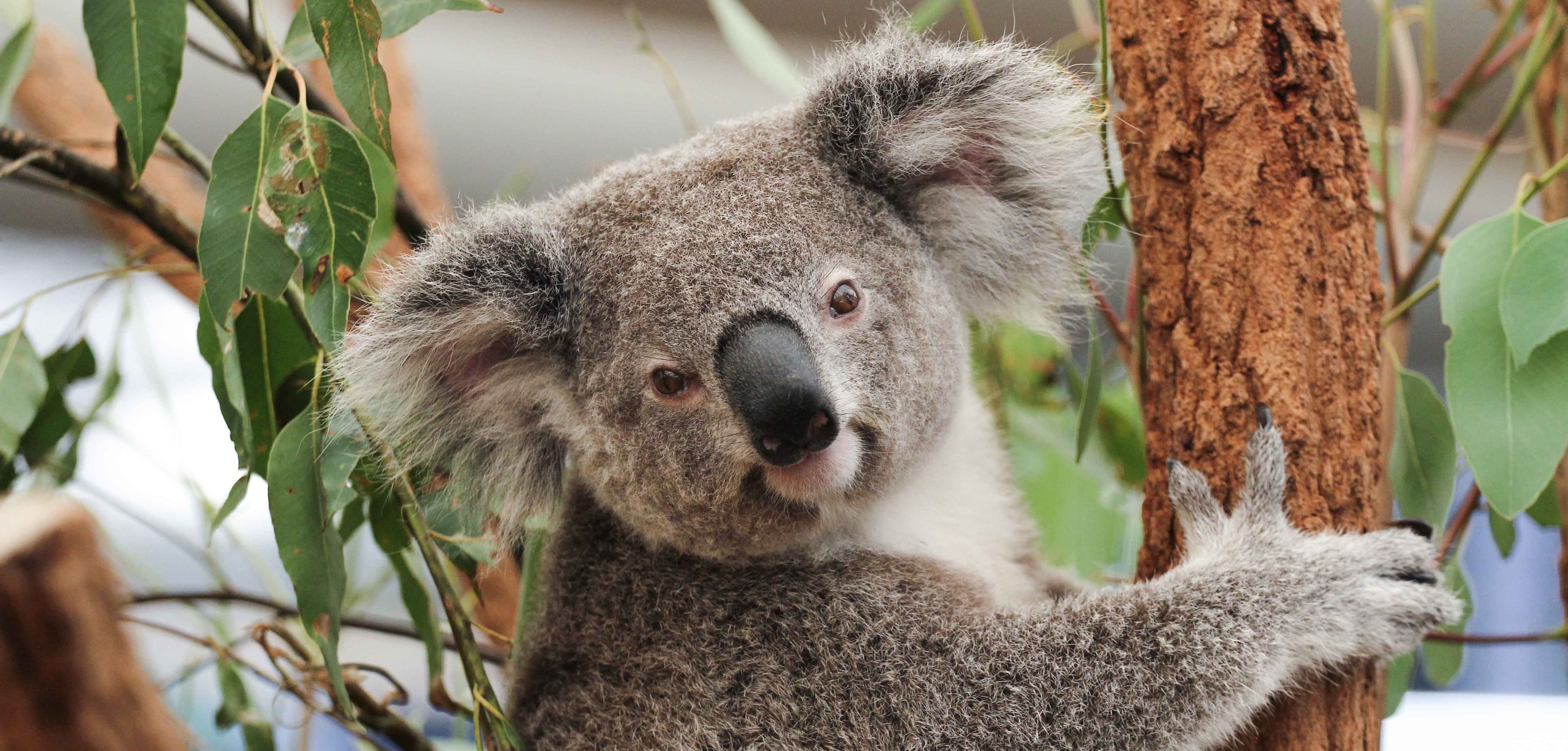 Meet the koalas