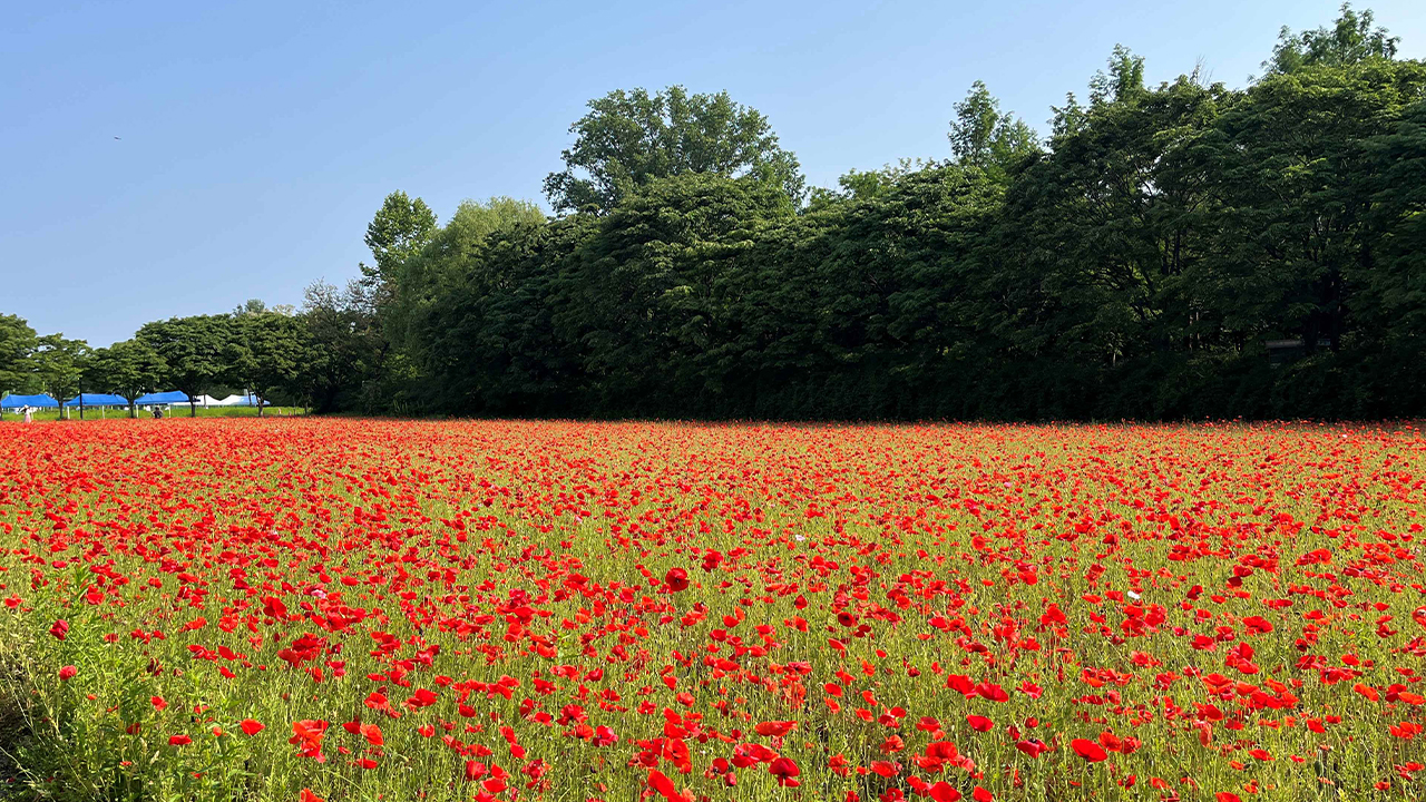 藍天與鮮紅花朵交織,共譜夏日璀璨風情。 藍天與鮮紅花朵交織,共譜夏日璀璨風情。