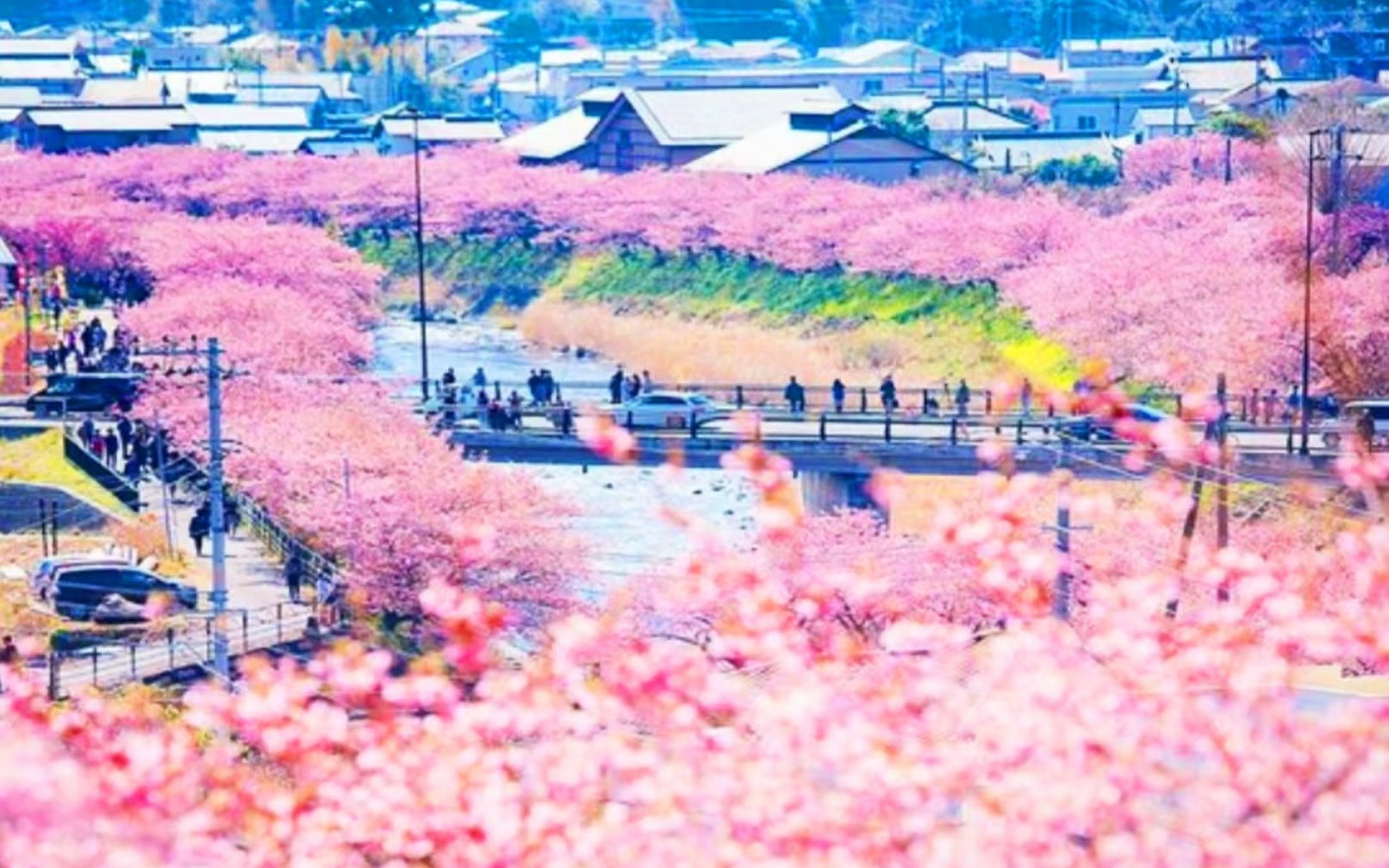 Kawazu Cherry Blossom Festival & Strawberry Picking & Shuzenji Onsen Day Trip