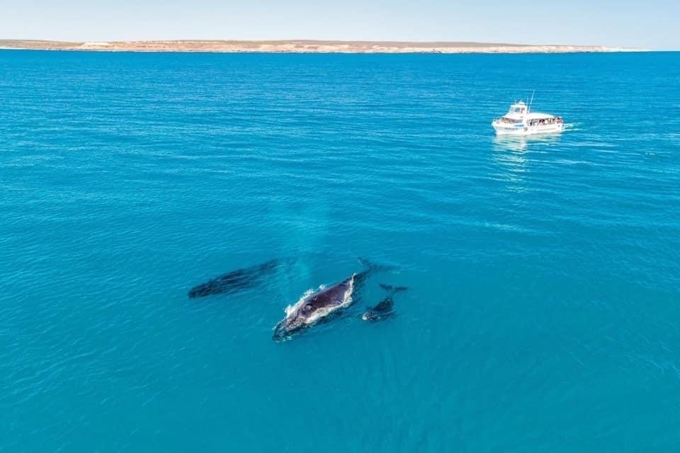 Whale Watching Cruise in Kalbarri