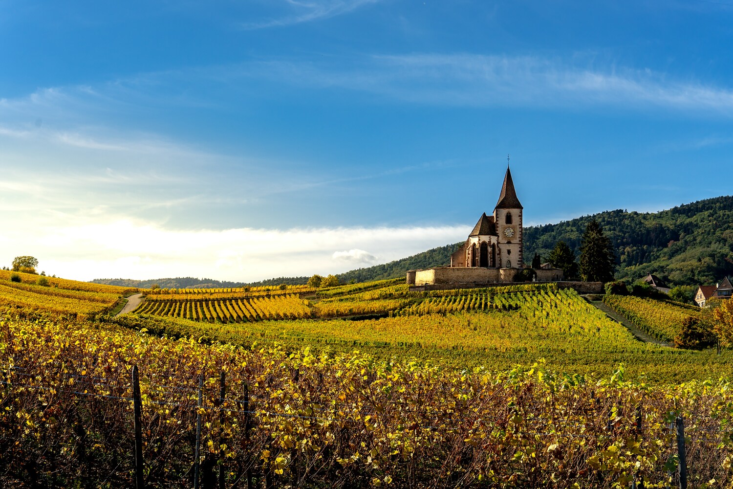 Strasbourg, Colmar, Eguisheim, Riquewihr: Private Tour