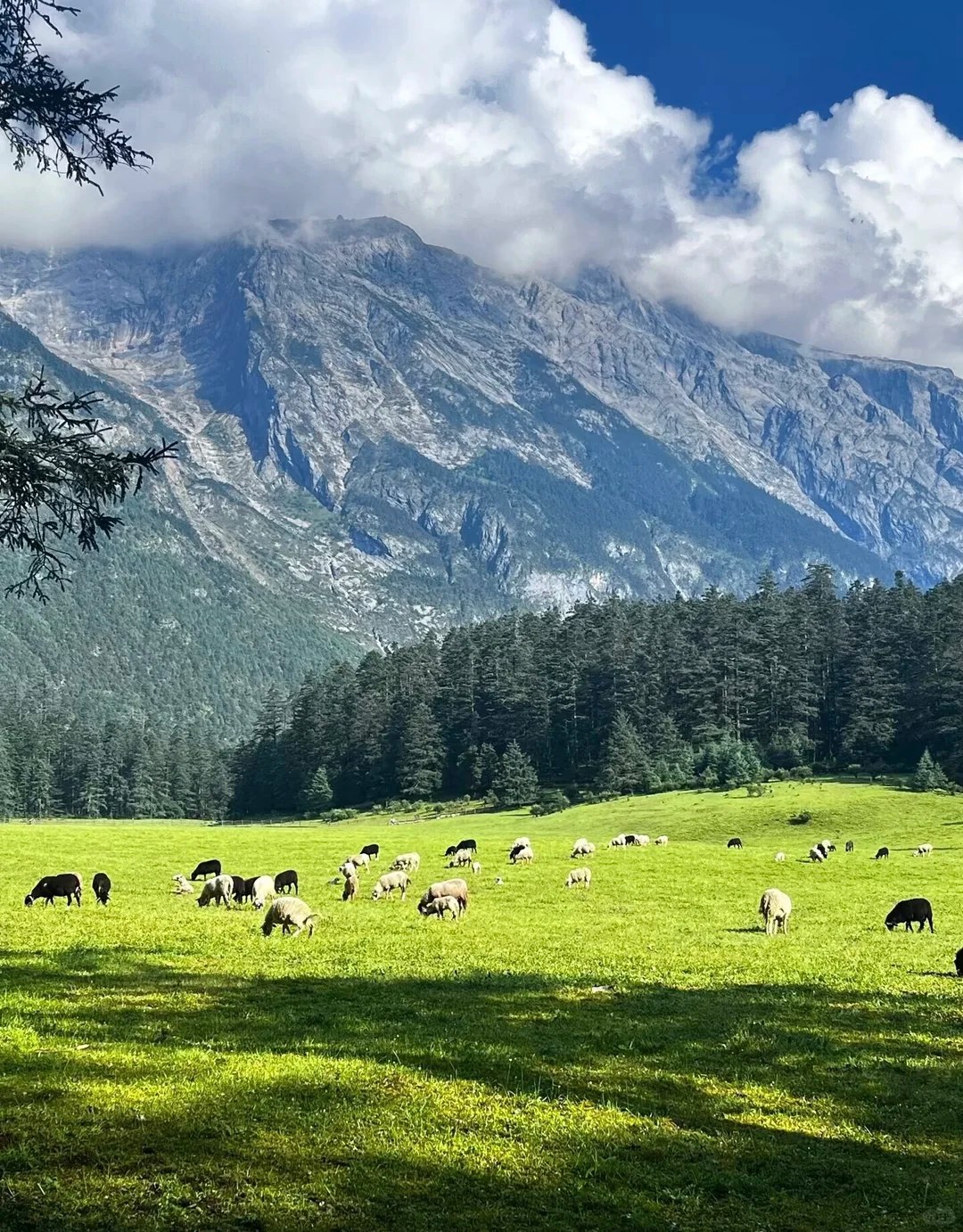 雲杉坪是玉龍雪山主峰扇子陡半山腰的一個草甸，海拔3240米，這是一片寧靜而神秘的地方，四周全部都是高入雲端的雲杉樹。雲杉坪的春夏碧草連天，山花爛漫，生機盎然。盛夏一場太陽雨過後，雪山、草地、森林倒映在草甸中間低窪處積下的水潭中，形成一幅“碧雪倒影”的奇觀，這裡不僅有云杉還有故事，這裡的每一寸都是歲月的痕跡，他們見證了歷史的滄桑，古樸卻和諧。
