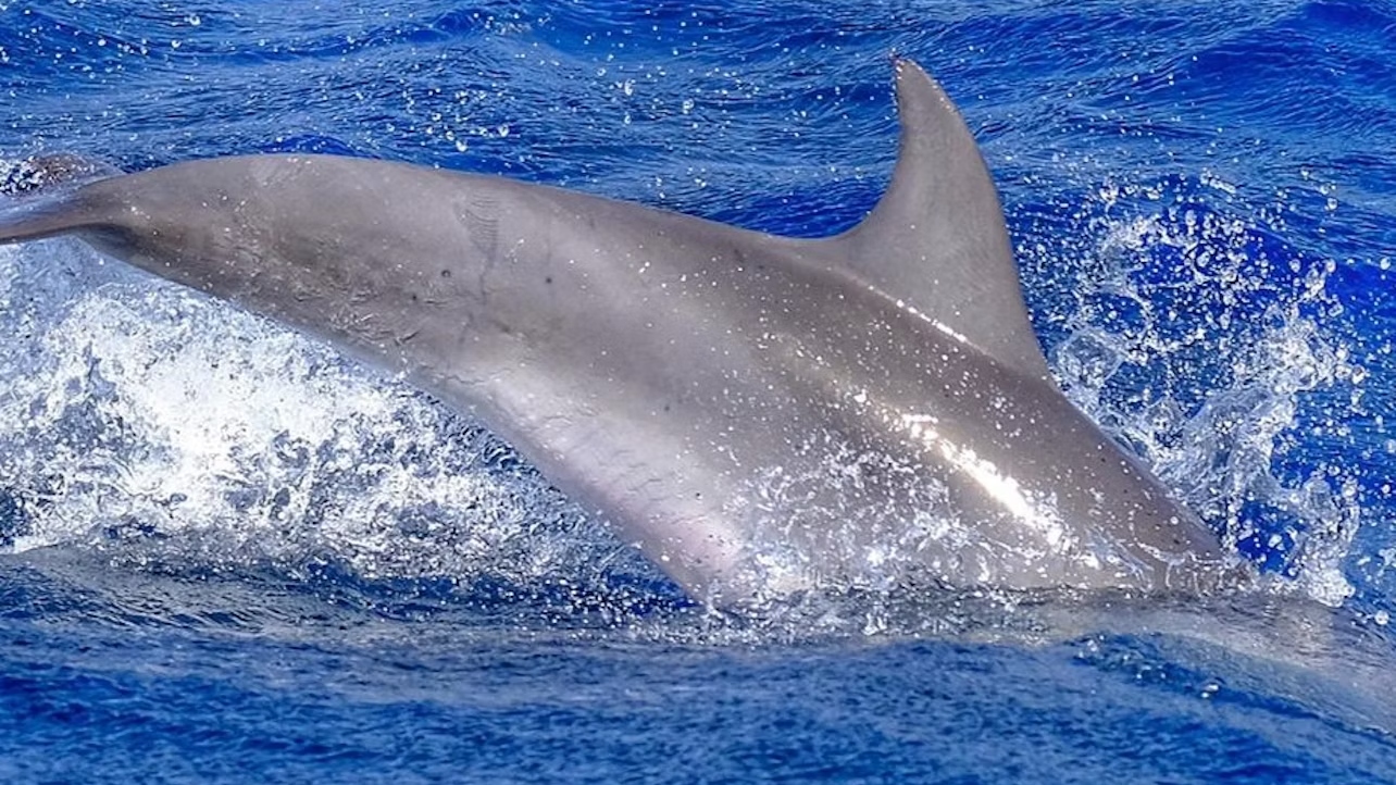 Capture breathtaking moments of marine life against the backdrop of the Jandia Peninsula