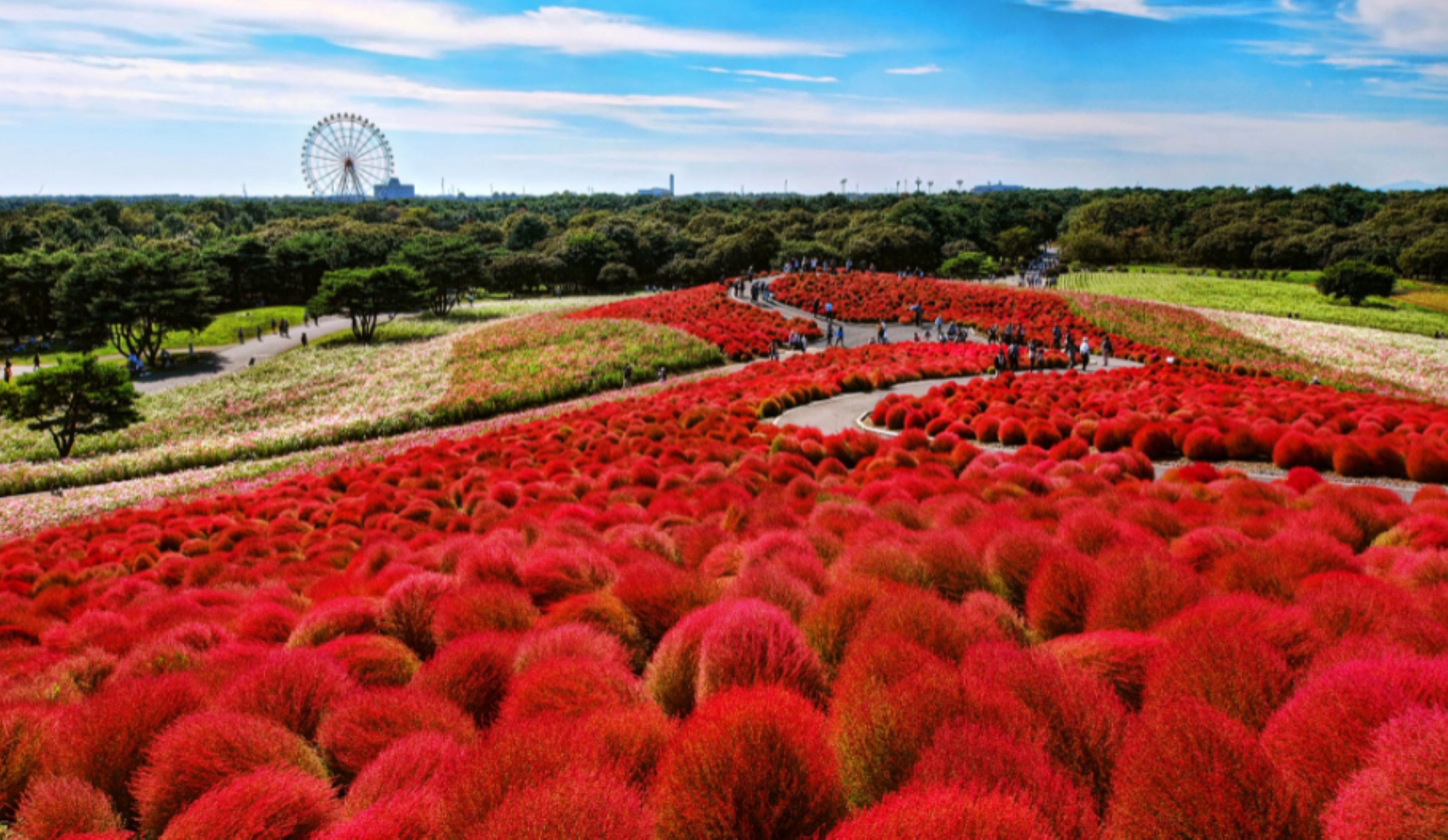 Tokyo Hitachi & Ashikaga Flower Park Full-Day Tour