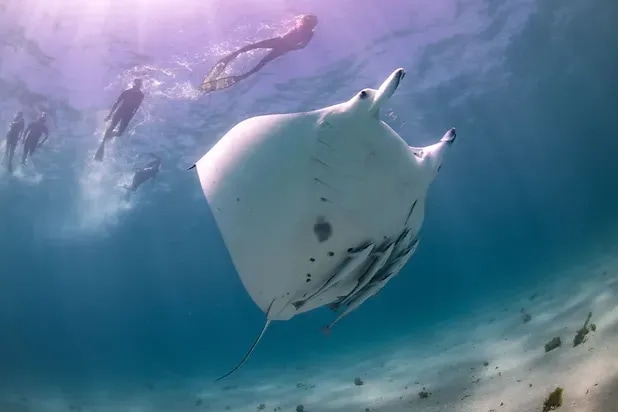 Swim with Manta Rays at Ningaloo Reef