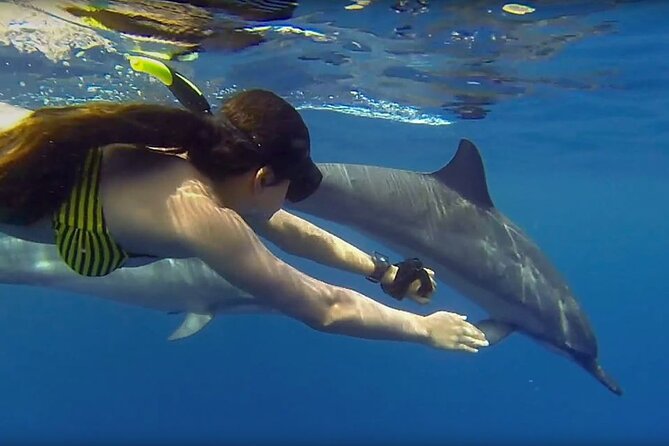 シュノーケリング・ドルフィンとの遊泳体験（ムネンバ島）