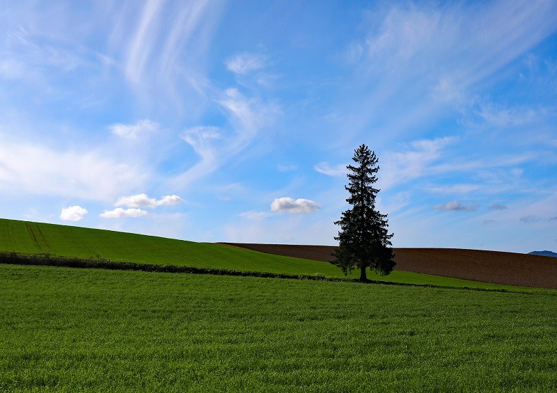 獨立於田野中的孤樹，極具象徵感。