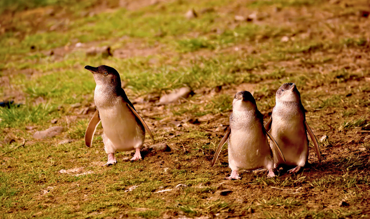 Puffing Billy Railway & Penguin Parade One-day Wildlife & Sightseeing Tour