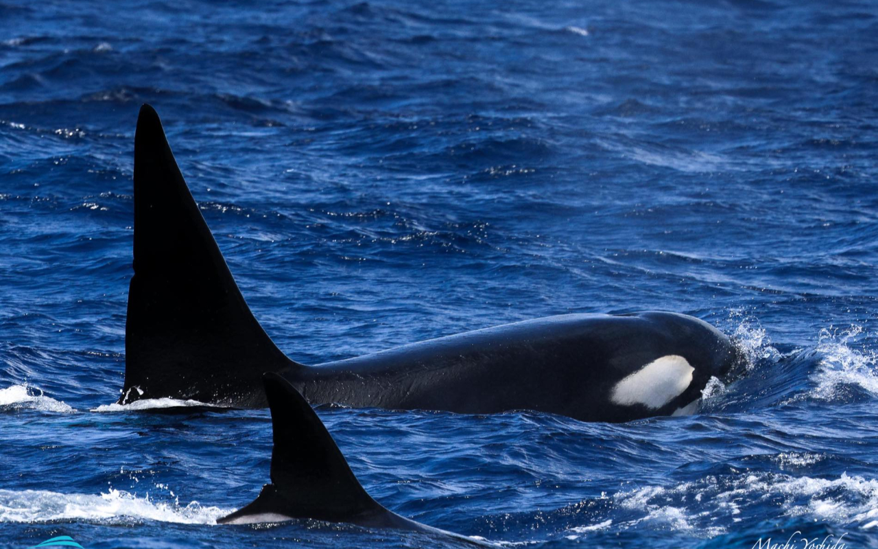 親身體驗鯨魚優雅地伴隨船隻悠游的震撼時刻 親身體驗鯨魚優雅地伴隨船隻悠游的震撼時刻