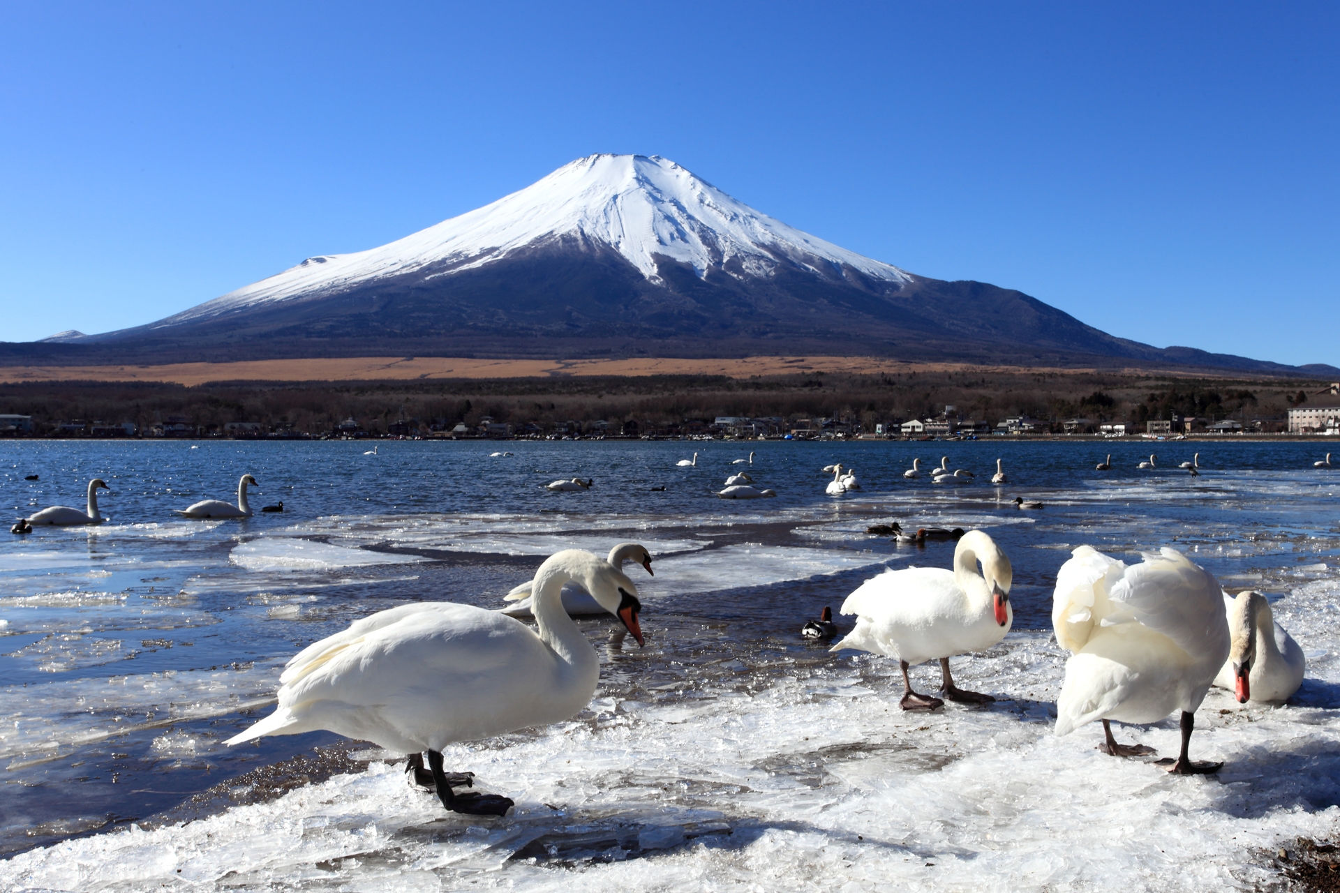 冬季來臨，湖畔與富士山披上雪白外衣，天鵝在湖面活動，為靜謐景色增添生動感。清澈空氣讓景色更加通透，是冬季欣賞富士山的絕佳時機。