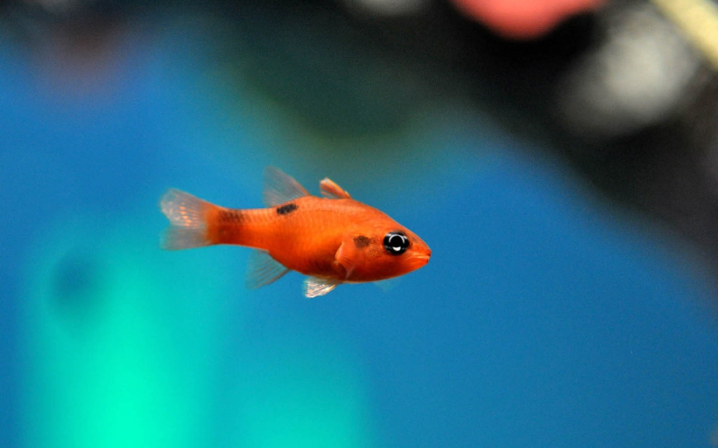 一條活潑的小橘魚今天在這裡優雅地滑過閃閃發光的水族箱水域 一條活潑的小橘魚今天在這裡優雅地滑過閃閃發光的水族箱水域