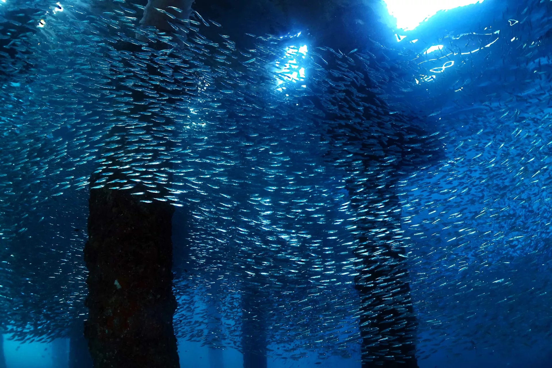 刁曼島高氧空氣潛水員體驗（PADI五星級潛水中心）