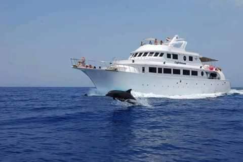 海豚屋礁石浮潛海上之旅(含接送)- 馬薩阿拉姆 海豚屋礁石浮潛海上之旅(含接送)- 馬薩阿拉姆