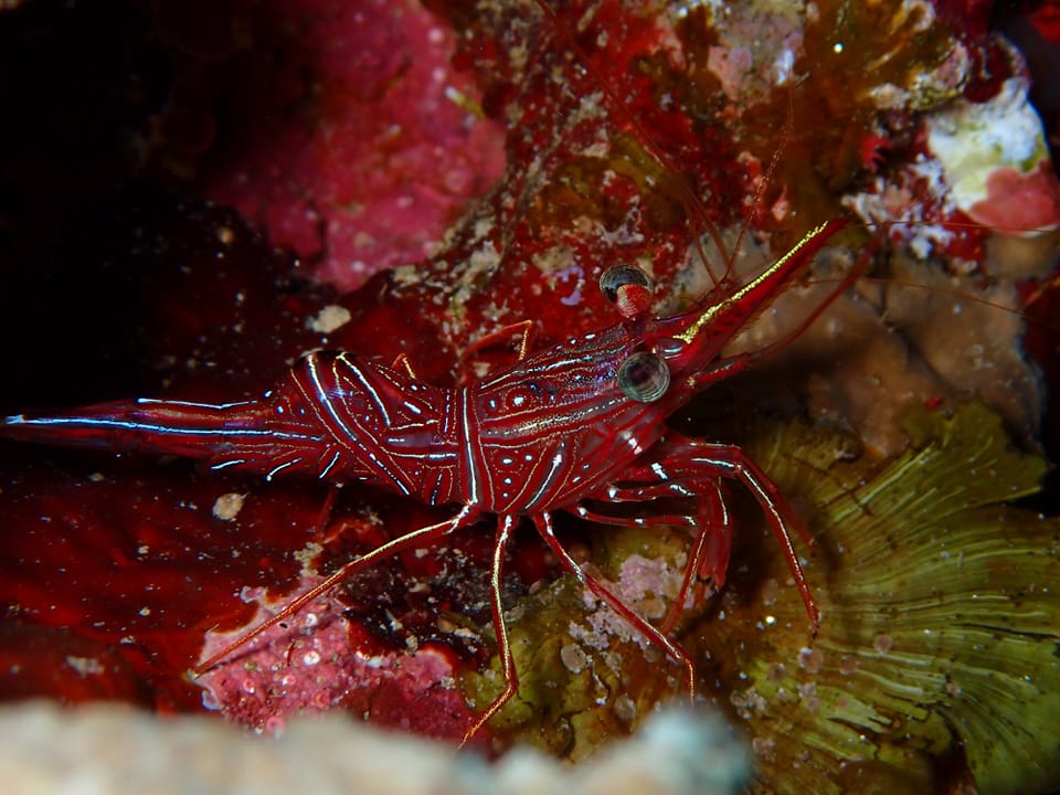 Full-Day Dive Trip in Dahab with PADI 5 Star Dive Resort