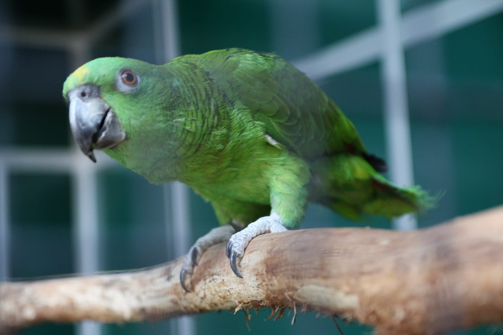 Meet our friendly parrot in the Chocotopia jungle.