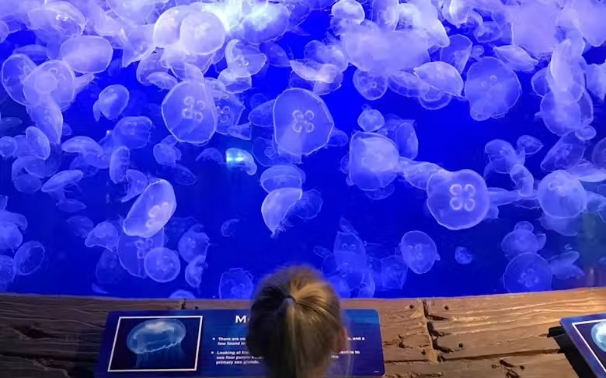 靜靜地凝視著發光水族箱中優雅漂浮的水母，令人著迷