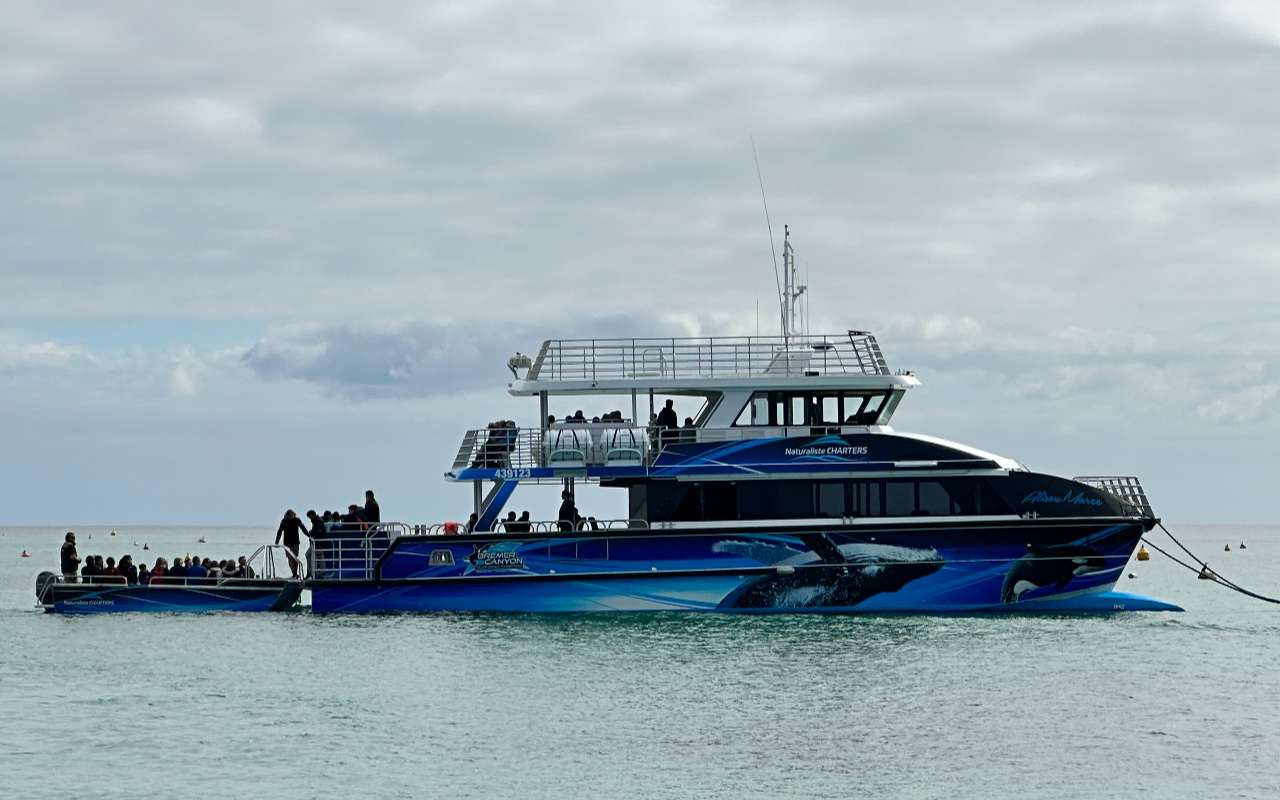 與這些壯麗的海洋動物一同登船,加入我們,展開一場非凡的體驗! 與這些壯麗的海洋動物一同登船,加入我們,展開一場非凡的體驗!