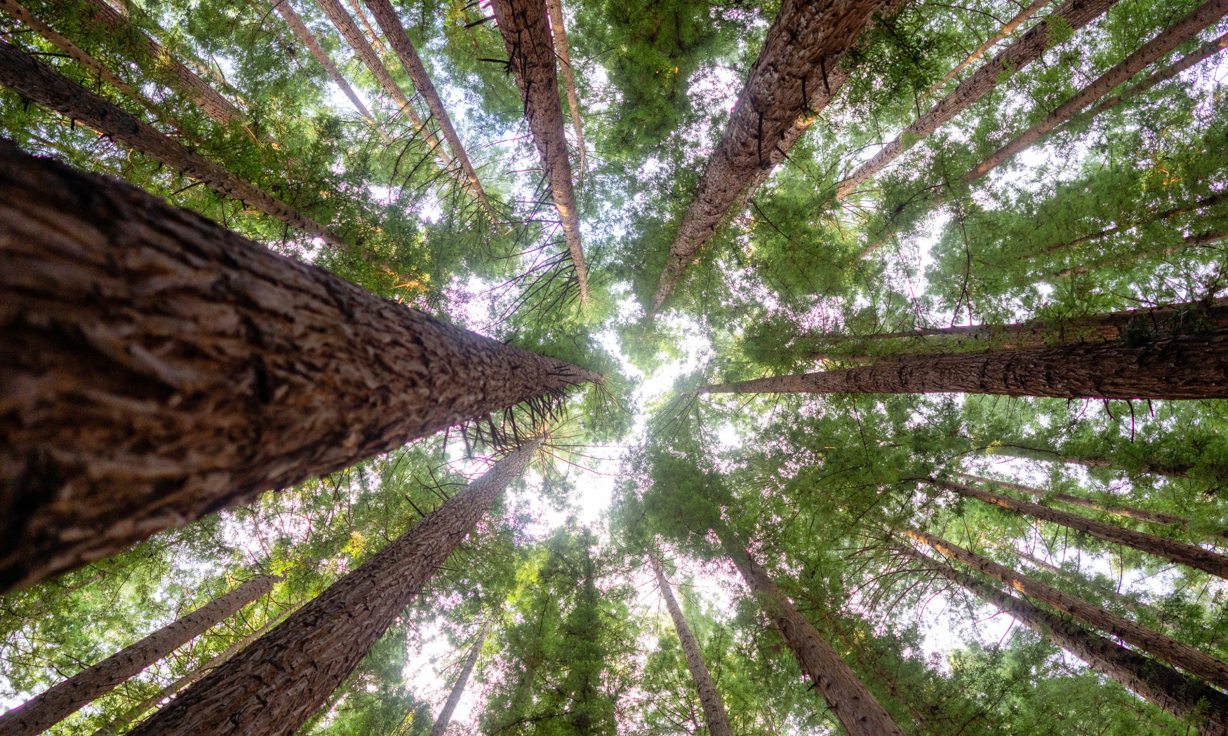 抬頭仰望，盡情享受直入雲霄的參天紅杉所帶來的寧靜之美。