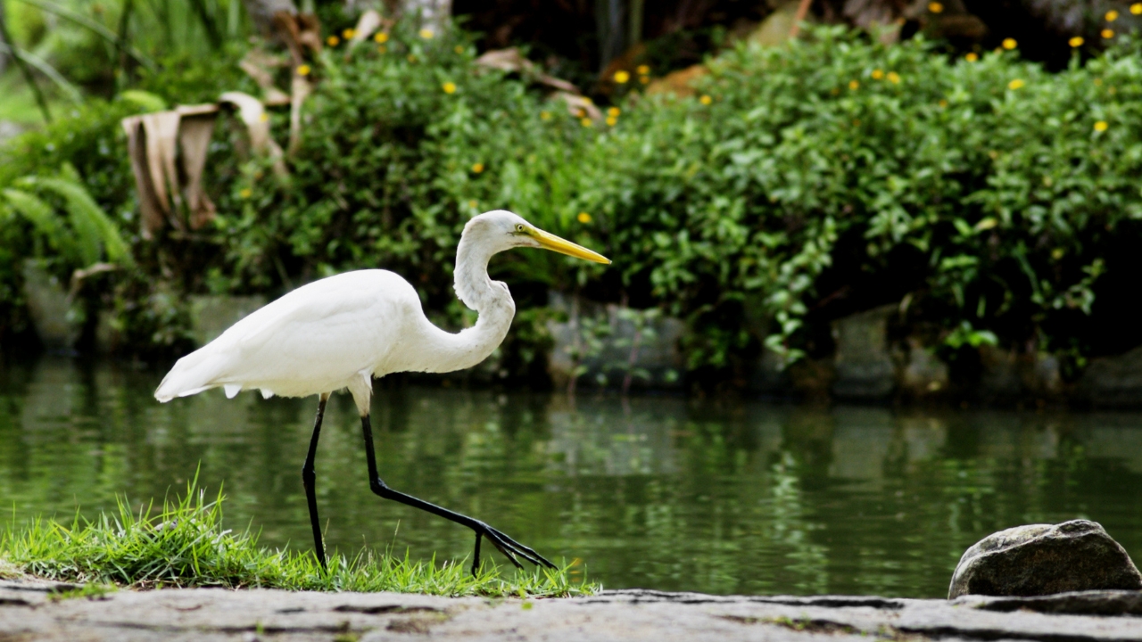 Bharatpur Bird Sanctuary Overnight Tour from Delhi