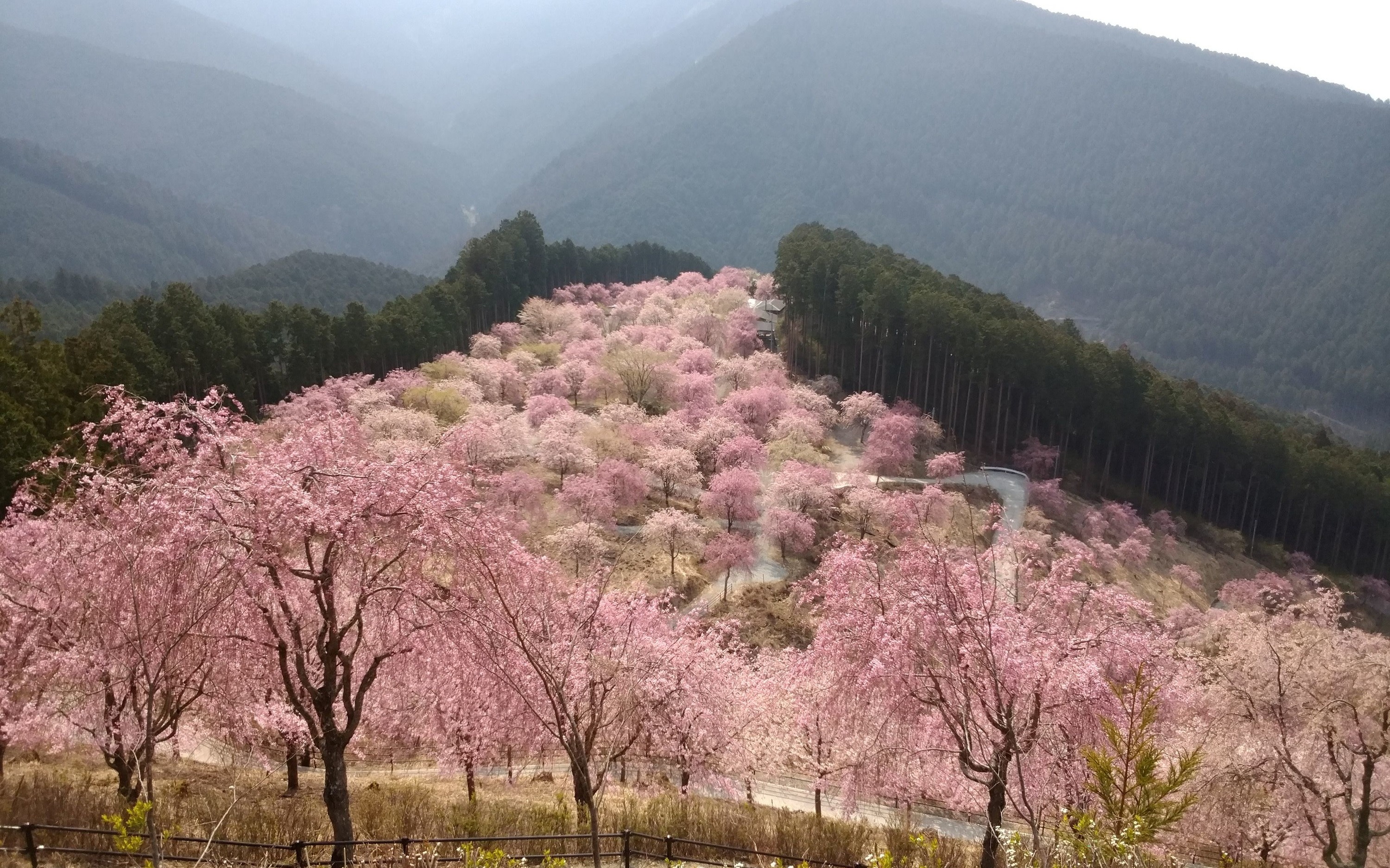 [Nara Cherry Blossom Day Trip] Todai-ji Temple Nara Park, Tsubosaka-dera Temple, and Takamino-sato Garden in the Sky Cherry Blossom Viewing (Departure from Osaka)